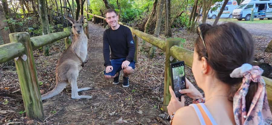Sunrise with the Kangaroos & Wallabies - Airlie Beach - What the $109 price really covers