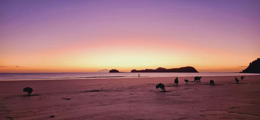 Sunrise with the Kangaroos & Wallabies - Airlie Beach - Who will enjoy this Cape Hillsborough trip?