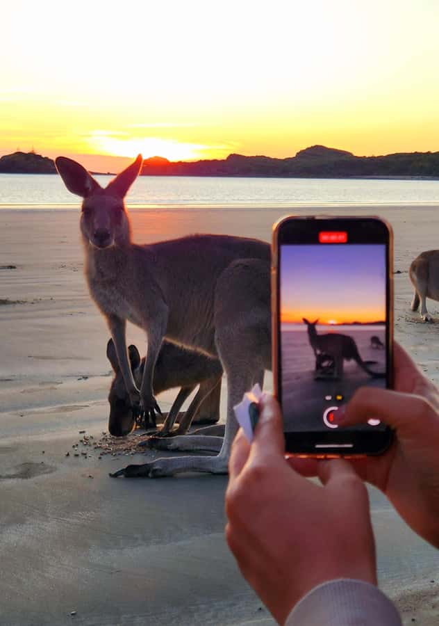 Sunrise with the Kangaroos & Wallabies - Airlie Beach - Practical tips for making the morning easier