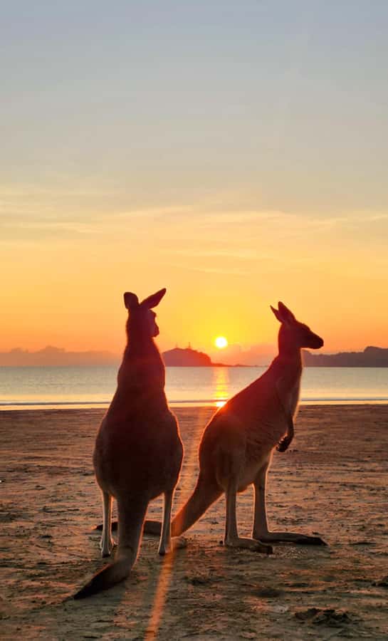 Sunrise with the Kangaroos & Wallabies - Airlie Beach - The 3 am pickup and the long drive north