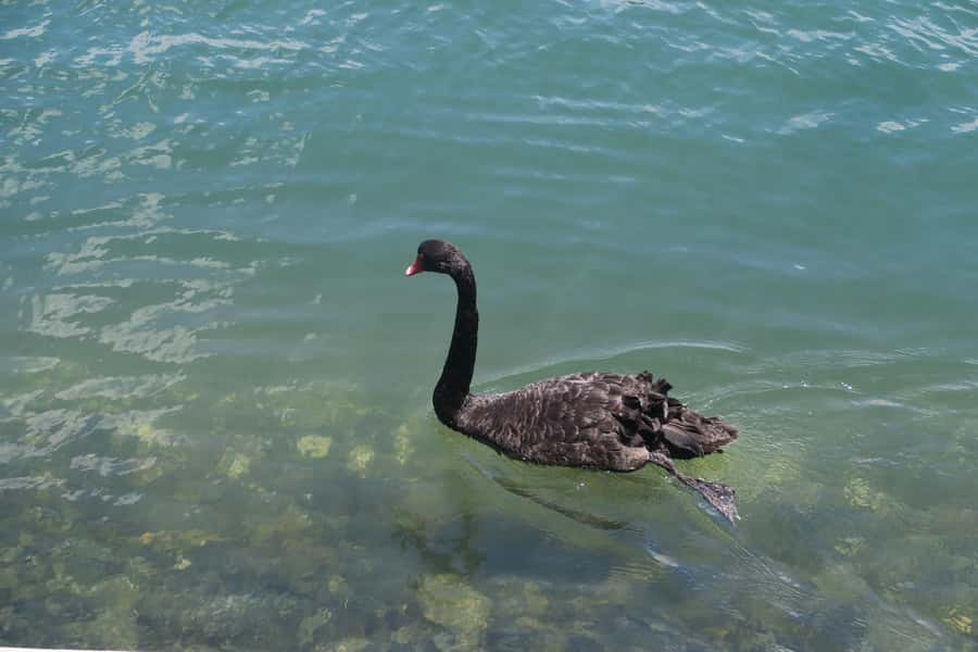 Surfers Paradise: Sightseeing Midday River and Canal Cruise - Drinks, snacks, and the midday timing