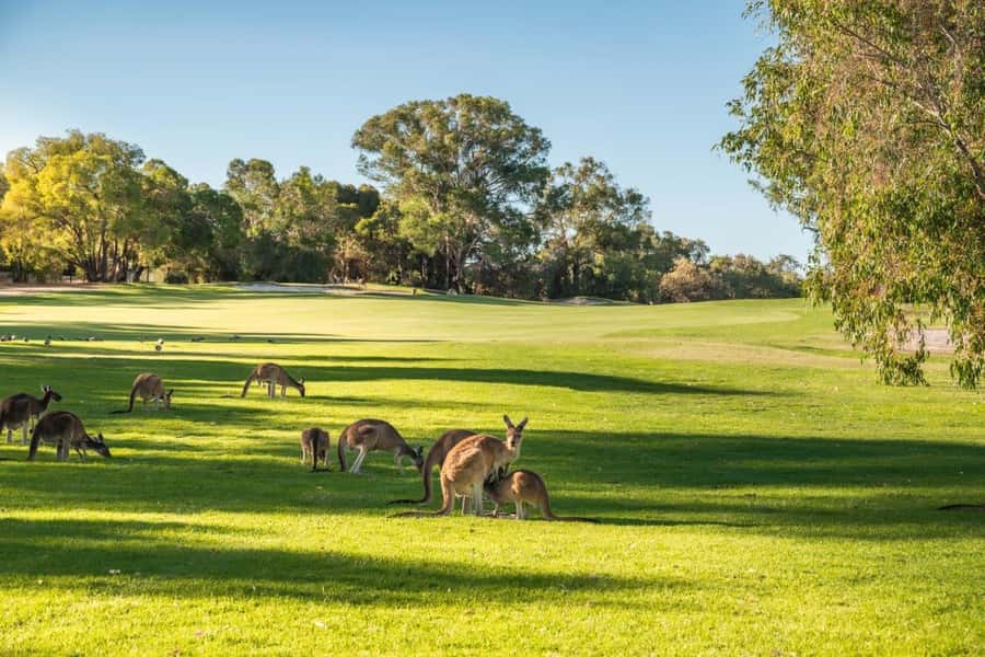 Swan Valley: Golf Cart Kangaroo Safari w/ Mini Golf & Drink - Is $48 good value for one hour?