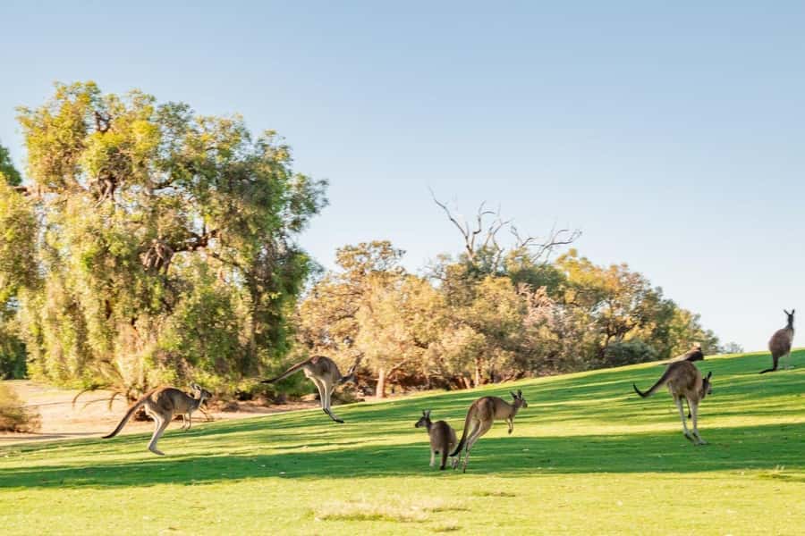 Swan Valley: Golf Cart Kangaroo Safari w/ Mini Golf & Drink - Starting at The Vines golf porte-cochere