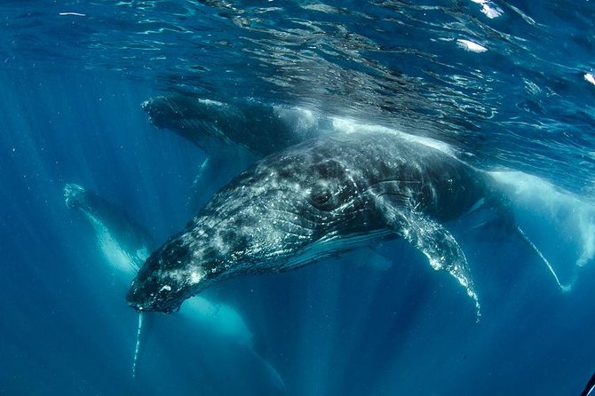 Swim with Humpback Whales - Ningaloo Reef - 3 Islands Whale Shark Dive - Key points to know before you book