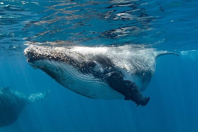 Swim with Humpback Whales - Ningaloo Reef - 3 Islands Whale Shark Dive - Why Ningaloo makes this whale encounter special