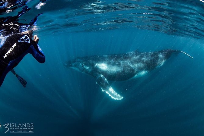 Swim with Humpback Whales - Ningaloo Reef - 3 Islands Whale Shark Dive - The spotter plane changes the search