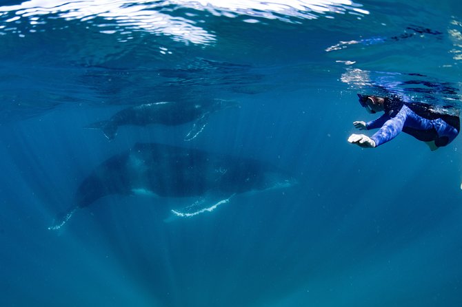 Swim with Humpback Whales - Ningaloo Reef - 3 Islands Whale Shark Dive - Entering the water near humpback whales