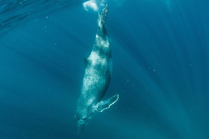 Swim with Humpback Whales - Ningaloo Reef - 3 Islands Whale Shark Dive - Meals, drinks, and the practical value of the price