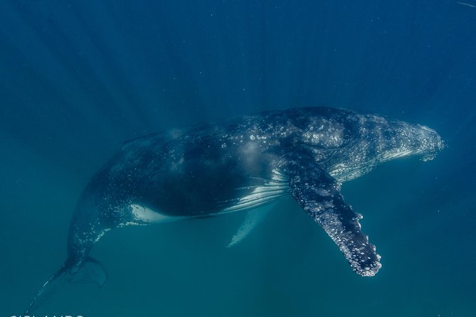 Swim with Humpback Whales - Ningaloo Reef - 3 Islands Whale Shark Dive - Motion sickness and comfort at sea