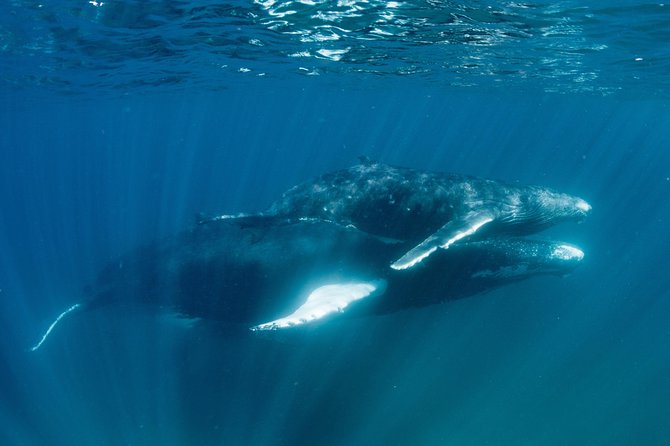 Swim with Humpback Whales - Ningaloo Reef - 3 Islands Whale Shark Dive - Who will get the most from this tour