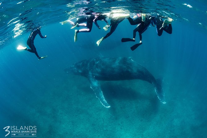 Swim with Humpback Whales - Ningaloo Reef - 3 Islands Whale Shark Dive - An eight-hour day from Exmouth