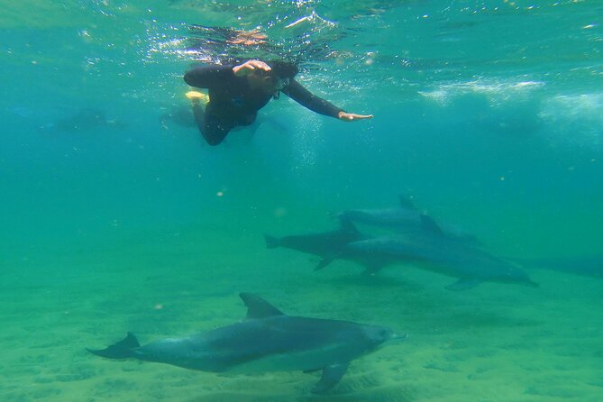 Swim With The Dolphins Experience in Bunbury Australia - Key points at a glance