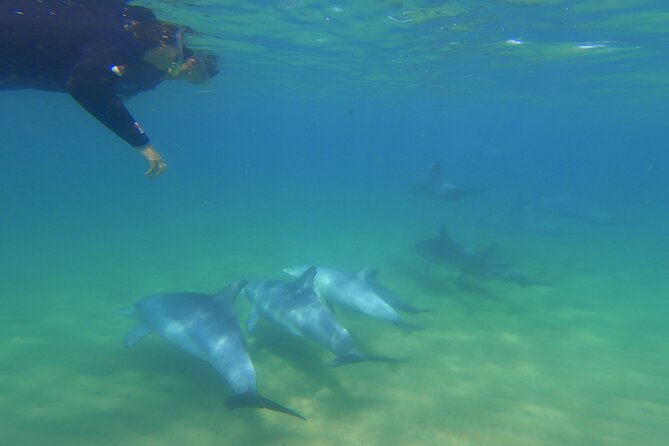 Swim With The Dolphins Experience in Bunbury Australia - What happens before you enter the water