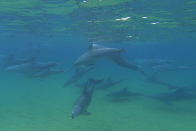 Swim With The Dolphins Experience in Bunbury Australia - Why the conservation work matters