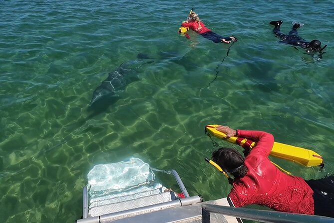 Swim With The Dolphins Experience in Bunbury Australia - The people who shape the morning