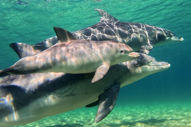 Swim With The Dolphins Experience in Bunbury Australia - Four hours, early start, and practical comfort