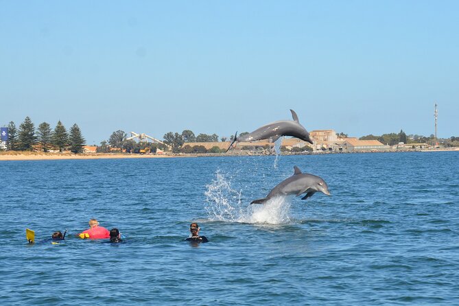 Swim With The Dolphins Experience in Bunbury Australia - Is $99.64 good value?