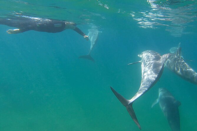 Swim With The Dolphins Experience in Bunbury Australia - Who will enjoy this most
