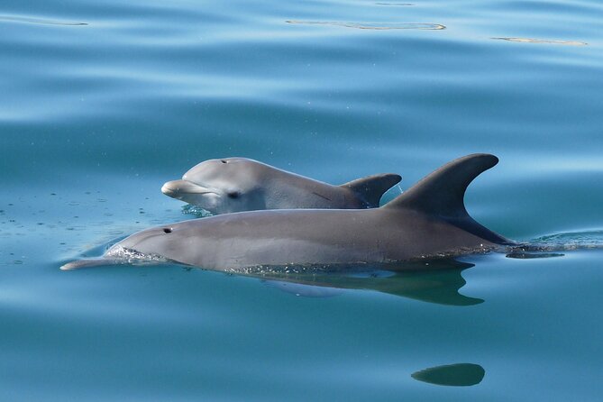 Swim With The Dolphins Experience in Bunbury Australia - A swim guided by the dolphins