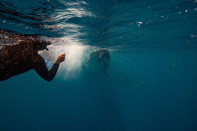 Swim with Whales Gold Coast - Meeting humpbacks from Chinderah at 6:30 am