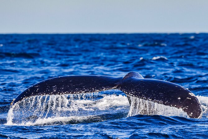 Swim with Whales Gold Coast - What the marine naturalist guide adds