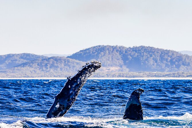 Swim with Whales Gold Coast - Getting into the water with the giants