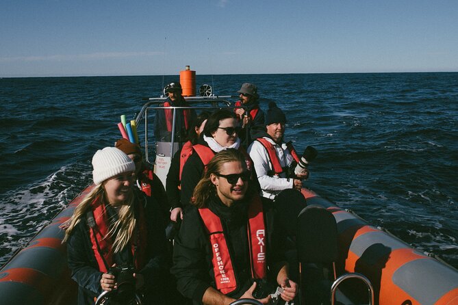 Swim with Whales Gold Coast - Wildlife ethics are central to the promise