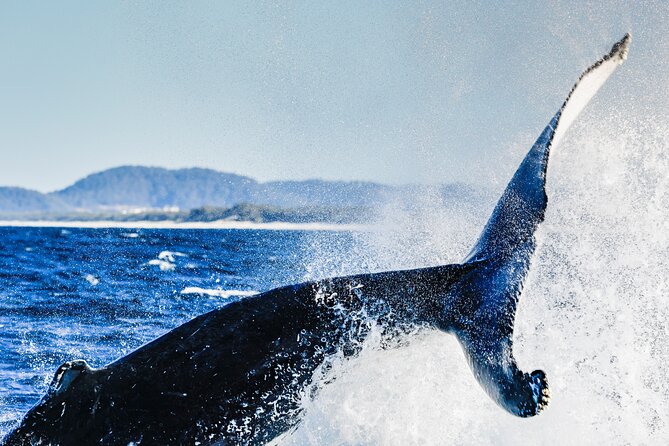 Swim with Whales Gold Coast - Is $286.18 a fair price?