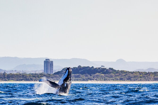 Swim with Whales Gold Coast - A small boat and a wider search area