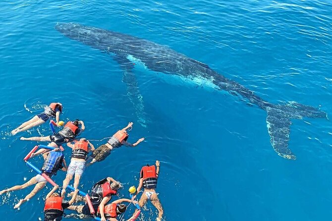 Swim with Whales in Gold Coast - Key points to know before you book