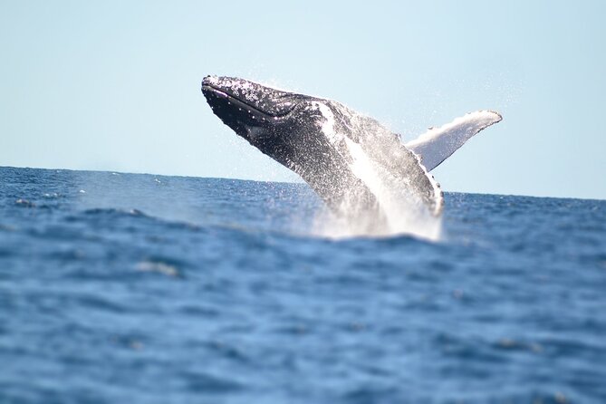 Swim with Whales in Gold Coast - Meeting humpbacks off the Gold Coast