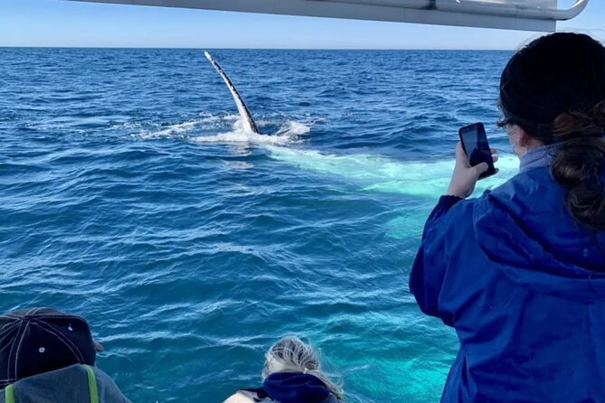Swim with Whales in Gold Coast - Entering the water with the whales