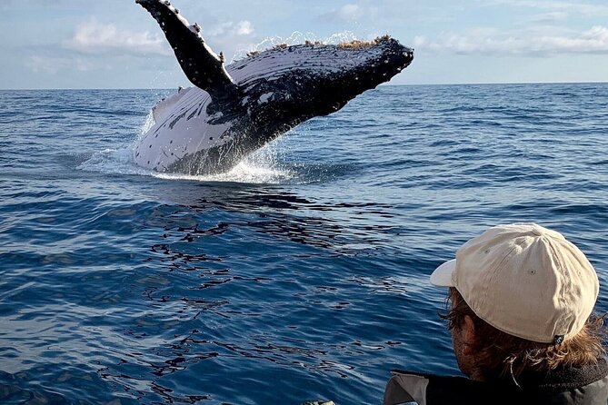 Swim with Whales in Gold Coast - Waiting is part of the program
