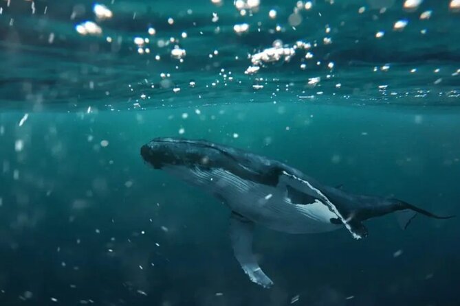 Swim with Whales in Gold Coast - The 8:30 am start at Southport