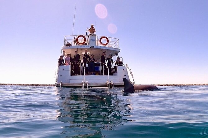 Swim with Wild Dolphins Day Tour - What the Rockingham dolphin trip is really like