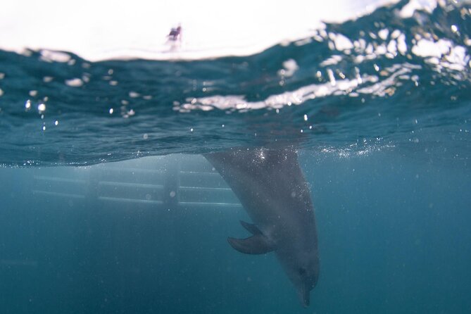 Swim with Wild Dolphins Day Tour - The crew, safety, and dolphin etiquette