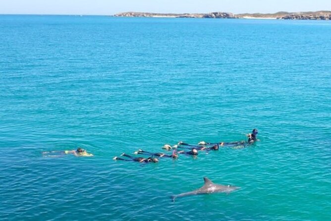 Swim with Wild Dolphins Day Tour - Cancellation, weather, and the price decision