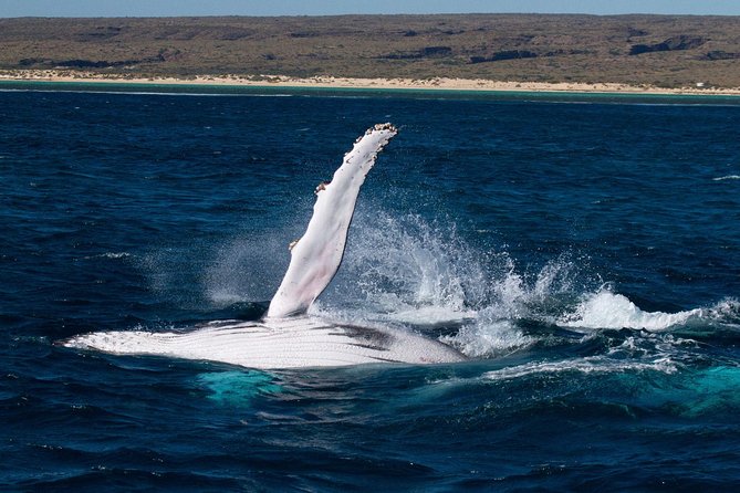 Swimming with the Whale Sharks - Ningaloo Reef (Exmouth) - Why this Ningaloo trip is more than a standard reef outing