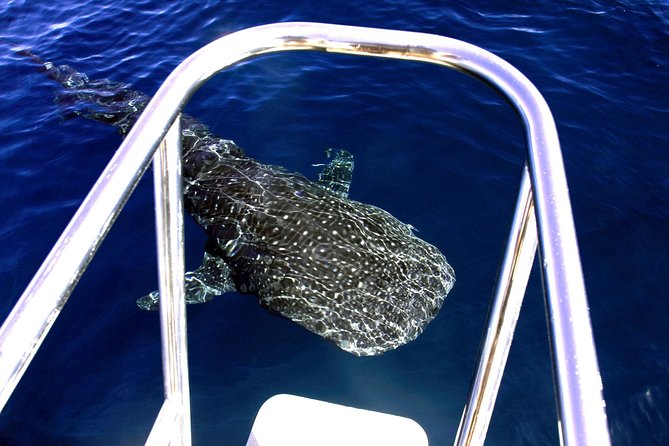 Swimming with the Whale Sharks - Ningaloo Reef (Exmouth) - Food, comfort, and the long hours aboard