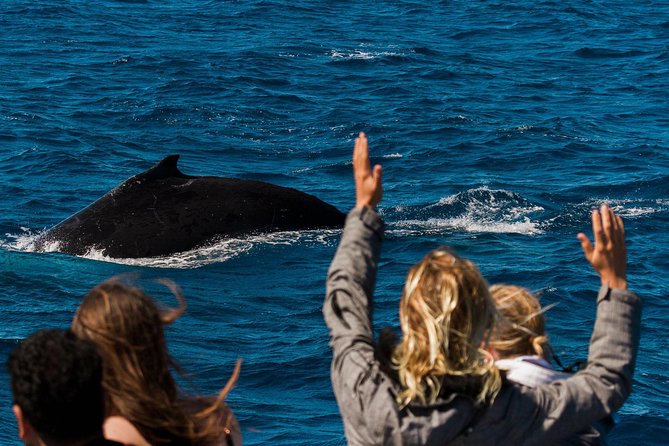 Swimming with the Whale Sharks - Ningaloo Reef (Exmouth) - How the group size affects your day