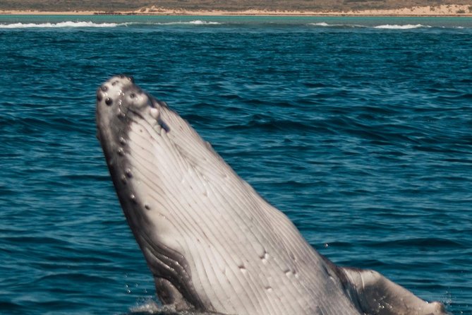 Swimming with the Whale Sharks - Ningaloo Reef (Exmouth) - Weather, wildlife, and cancellation rules
