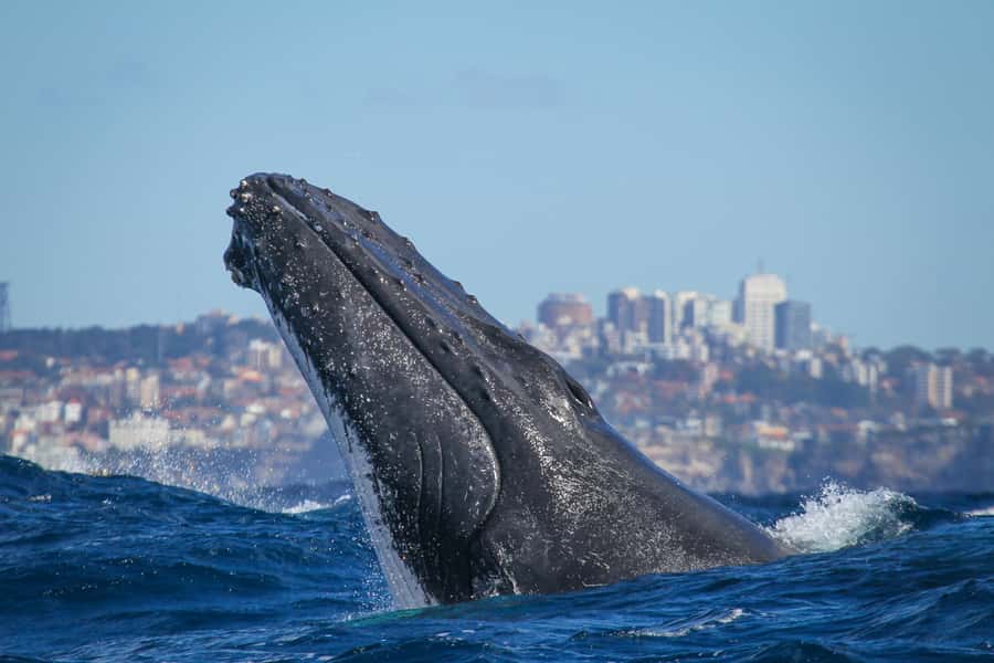 Sydney: 2-hour Express Whale Watching Cruise - Why this express cruise works well in Sydney