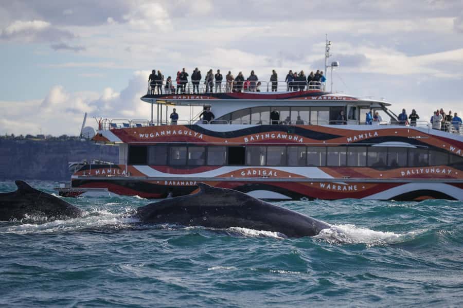 Sydney: 2-hour Express Whale Watching Cruise - The first 20 minutes pass quickly