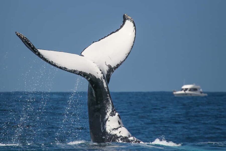 Sydney: 2-hour Express Whale Watching Cruise - Most of your time is spent searching offshore