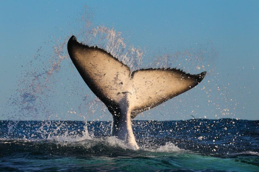 Sydney: 2-hour Express Whale Watching Cruise - Safety and distance are part of the experience