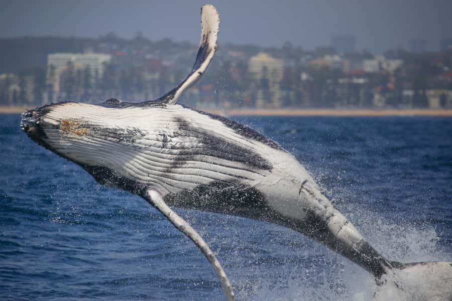 Sydney: 2-hour Express Whale Watching Cruise - Check in at Circular Quay Wharf 6