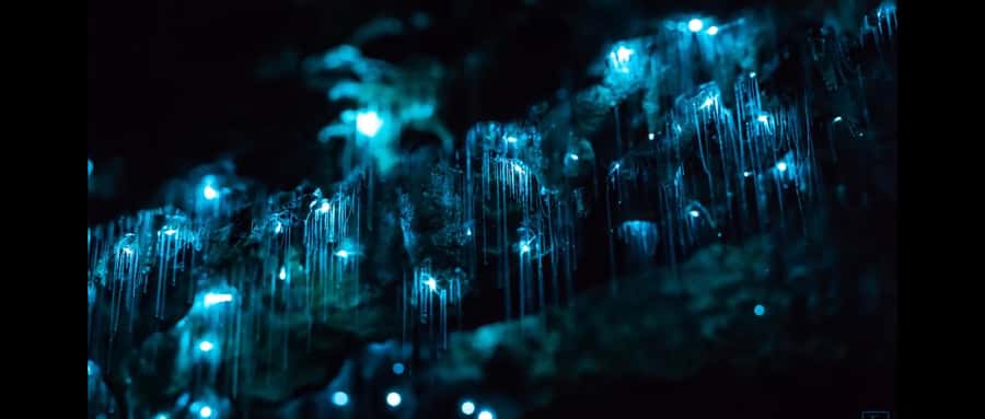 Sydney: Blue Mountains Glow Worms Wild Adventure by Night - The ride from Sydney to the Blue Mountains