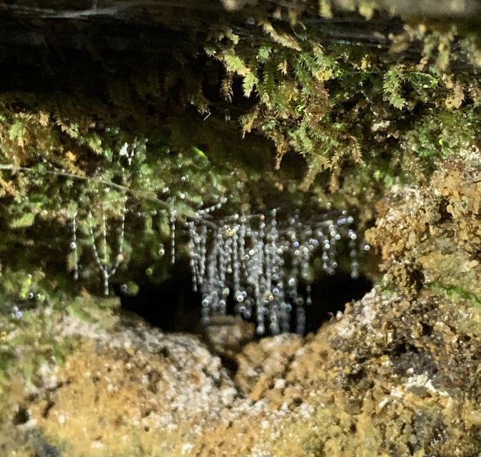 Sydney: Blue Mountains Glow Worms Wild Adventure by Night - Why the small group makes a difference