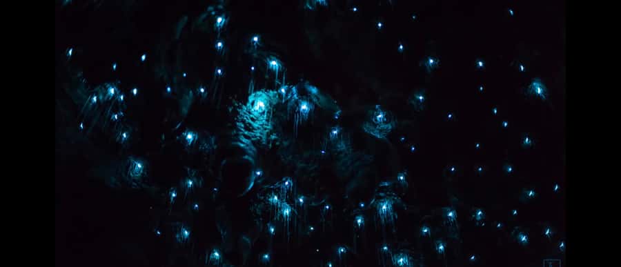 Sydney: Blue Mountains Glow Worms Wild Adventure by Night - Who should book this night adventure