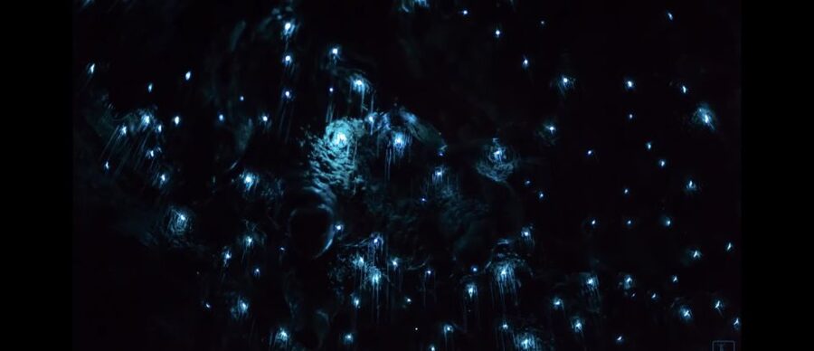 Sydney: Blue Mountains Glow Worms Wild Adventure by Night - Book it for the glow, not a long hike